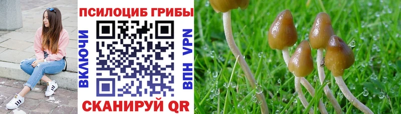 даркнет сайт  Шилка  Псилоцибиновые грибы GOLDEN TEACHER 